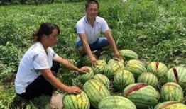 长兴网红吃瓜事件,揭秘网络舆论的风暴与真相
