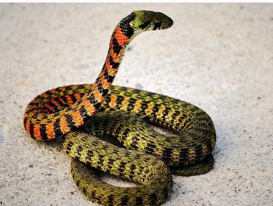 娱乐吃瓜酱大胖蛇